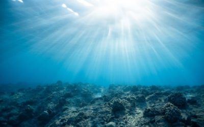 Ocean Acidification: Whats Are The Causes, Effects & Solutions?