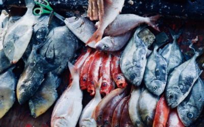 What Is Overfishing? The Cause, Effects, & Solutions To Stop It