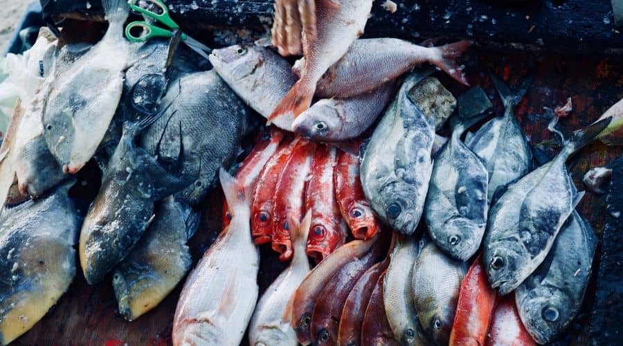 overfishing effects