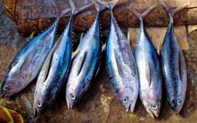 Overfishing Facts: 14 Statistics About Overfishing & Fish Depletion