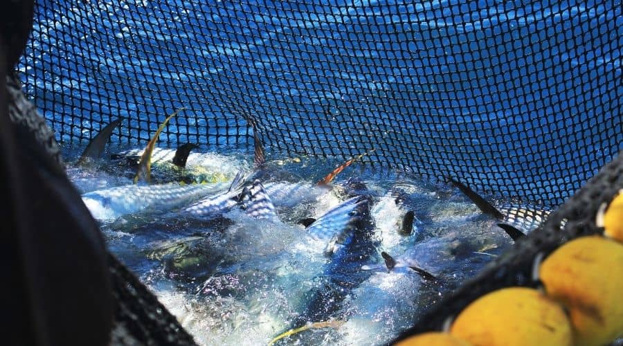 what is overfishing