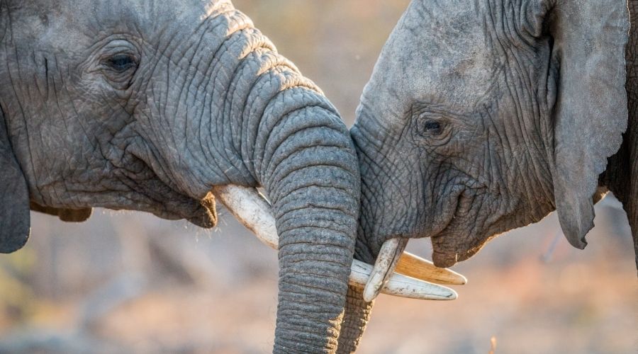 animal extinction