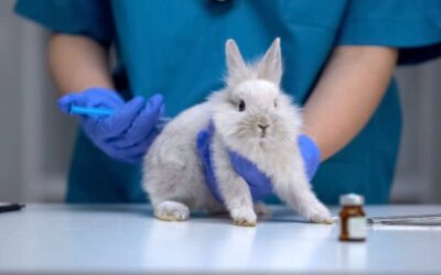 What Is Animal Testing? The Truth Behind Experimenting on Animals
