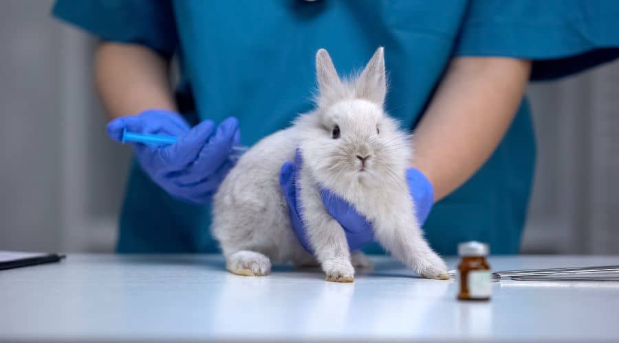 what is animal testing