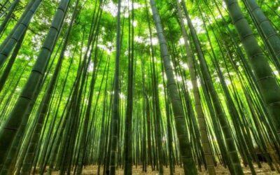 Bamboo Facts: 16 Fun Facts About Bamboo You Should Know