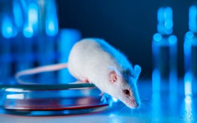 Animal Testing Pros and Cons: Arguments For & Against It