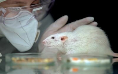 Why Animal Testing Should Be Banned: 7 Reasons It Has To Stop