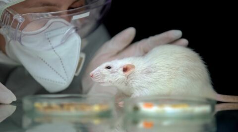 3 reasons why animal testing should be banned essay