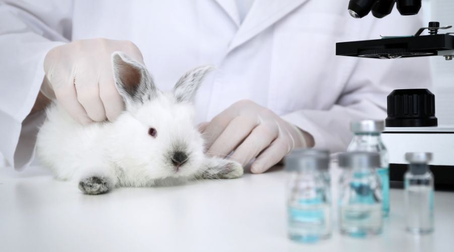 why we should stop animal testing